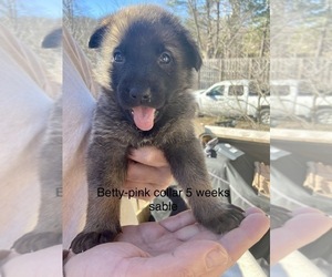 German Shepherd Dog Puppy for sale in FAYETTEVILLE, AR, USA