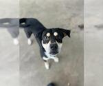 Small Rottweiler Mix