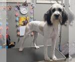 Small Komondor Mix
