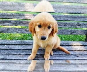 Golden Retriever Puppy for sale in LEON, KS, USA