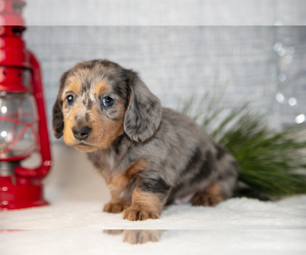 Medium Photo #7 Dachshund Puppy For Sale in GOSHEN, IN, USA