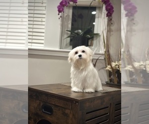 Maltese Puppy for sale in CHICAGO, IL, USA