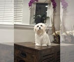 Small Maltese