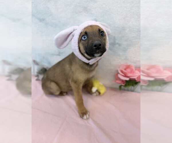 Medium Photo #1 German Shepherd Dog-Unknown Mix Puppy For Sale in Lakewood, CO, USA