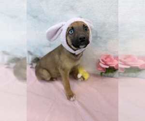 German Shepherd Dog-Unknown Mix Dogs for adoption in Lakewood, CO, USA