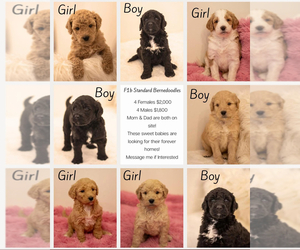 Bernedoodle Litter for sale in WELLFORD, SC, USA