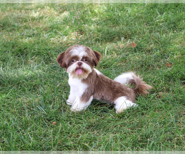 Medium Photo #4 Shih Tzu Puppy For Sale in SYRACUSE, IN, USA