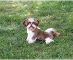 Small #3 Shih Tzu