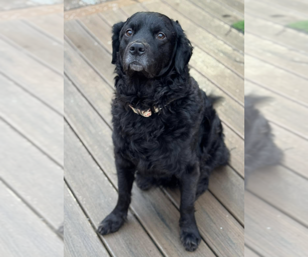 Medium Photo #3 Chesapeake Bay Retriever-Golden Retriever Mix Puppy For Sale in Anchorage, AK, USA
