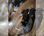 Small Photo #6 Siberian Husky Puppy For Sale in ALTON, IL, USA