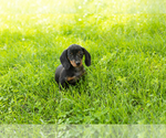 Small #4 Dachshund