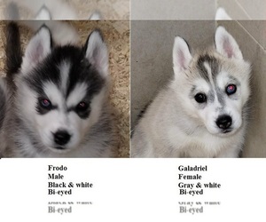 Siberian Husky Puppy for sale in KENNEWICK, WA, USA