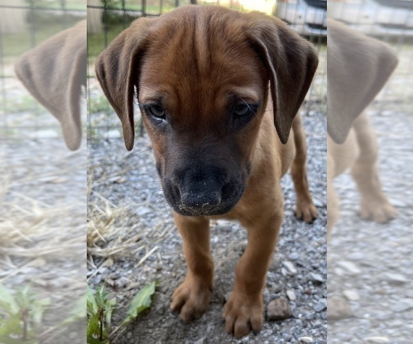 Medium Photo #2 Redbone Coonhound Puppy For Sale in DEXTER, MO, USA