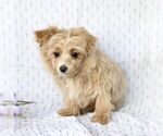 Small Photo #2 Poovanese Puppy For Sale in CHRISTIANA, PA, USA