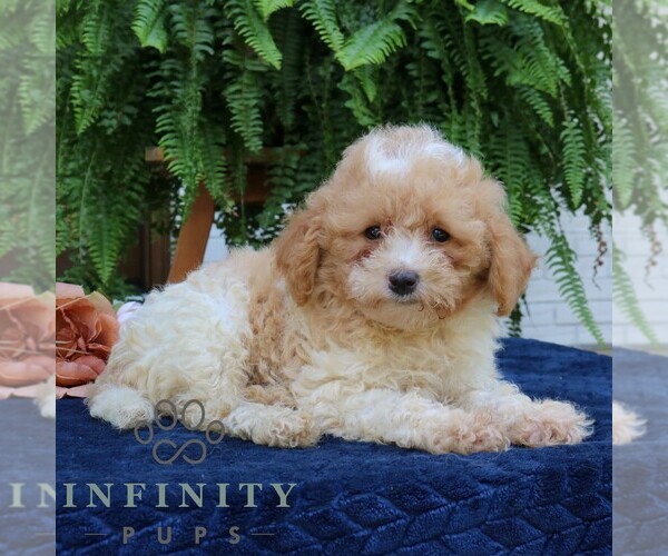 Medium Photo #1 Cavapoo Puppy For Sale in PARADISE, PA, USA