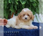 Small Cavapoo