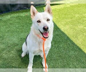 Siberian Husky Dogs for adoption in Orange, CA, USA