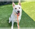 Small Siberian Husky
