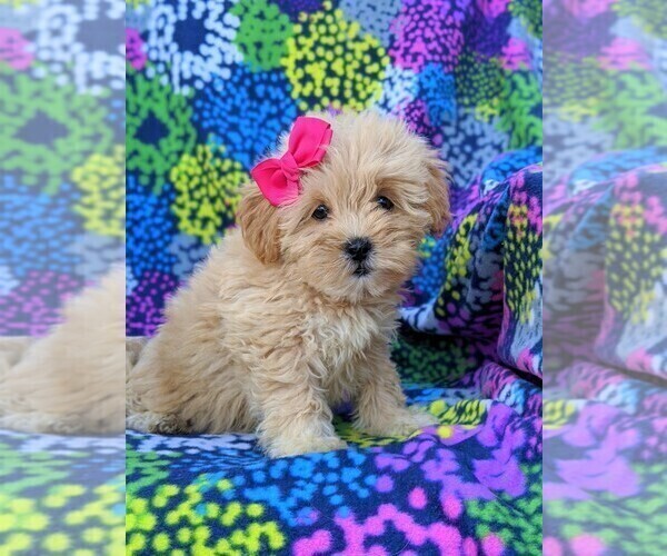 Medium Photo #2 Lhasa-Poo Puppy For Sale in LINCOLN UNIV, PA, USA