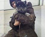 Small Photo #1 Wolf Hybrid Puppy For Sale in DALTON, OH, USA