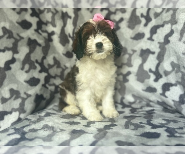 Medium Photo #7 Cock-A-Poo Puppy For Sale in LAKELAND, FL, USA