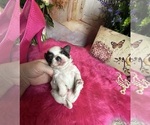 Small #3 Chihuahua