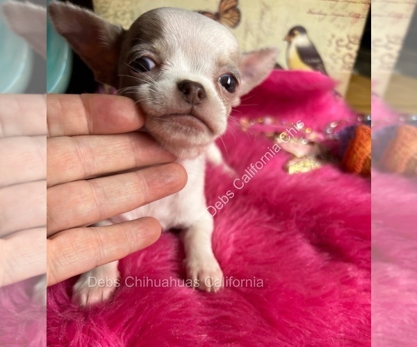 Medium Photo #8 Chihuahua Puppy For Sale in TRACY, CA, USA