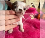 Sterling - Male Chihuahua Puppy for Sale - Photo #8