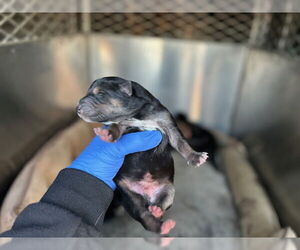 Doberman Pinscher-German Shepherd Dog Mix Dogs for adoption in HESPERIA, CA, USA