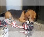 Small Photo #4 Beagle Puppy For Sale in Apple Valley, CA, USA
