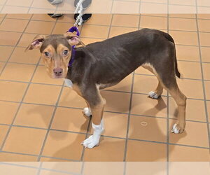 Mutt Dogs for adoption in Crete, IL, USA