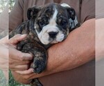 Puppy 1 Bulldog