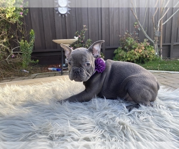 Medium Photo #6 French Bulldog Puppy For Sale in HOLLISTER, CA, USA