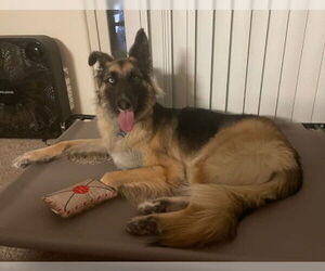 Sage - Female German Shepherd Dog-Unknown Mix Dog for Adoption - Photo #4
