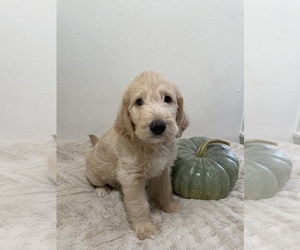 Labradoodle Puppy for sale in NORTH HIGHLANDS, CA, USA