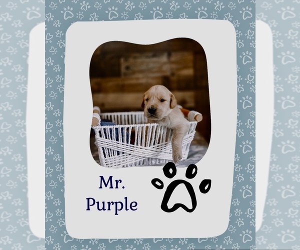 Medium Photo #4 Golden Retriever Puppy For Sale in VERONA, KY, USA