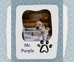 Puppy Mr Purple Golden Retriever