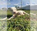 Small Photo #2 Dogo Argentino Puppy For Sale in CAPE CORAL, FL, USA