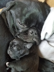 Mother of the Pug puppies born on 07/10/2018