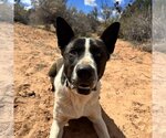 Small Photo #14 Border Collie-Unknown Mix Puppy For Sale in Kanab, UT, USA