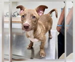 Small #1 Dachshund Mix