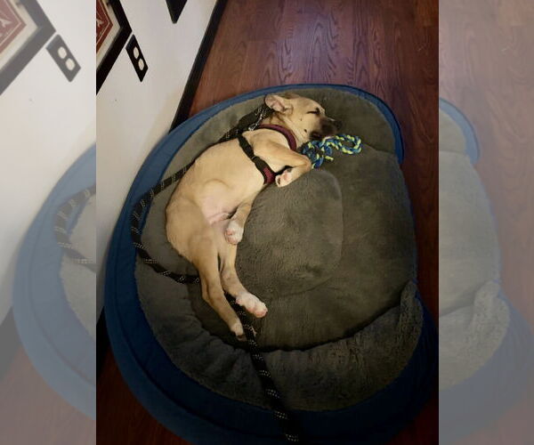 Medium Photo #4 Boxer-German Shepherd Dog Mix Puppy For Sale in North Olmsted, OH, USA