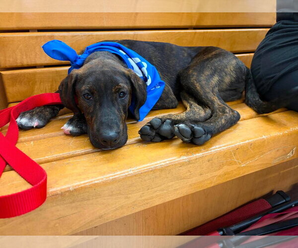 Medium Photo #6 Labrador Retriever-Plott Hound Mix Puppy For Sale in pomfret, CT, USA