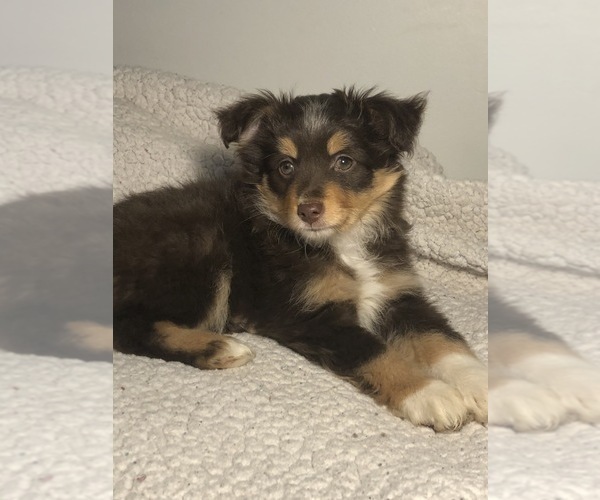 Medium Photo #3 Australian Shepherd Puppy For Sale in GLUCKSTADT, MS, USA