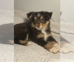 Small Photo #3 Australian Shepherd Puppy For Sale in GLUCKSTADT, MS, USA