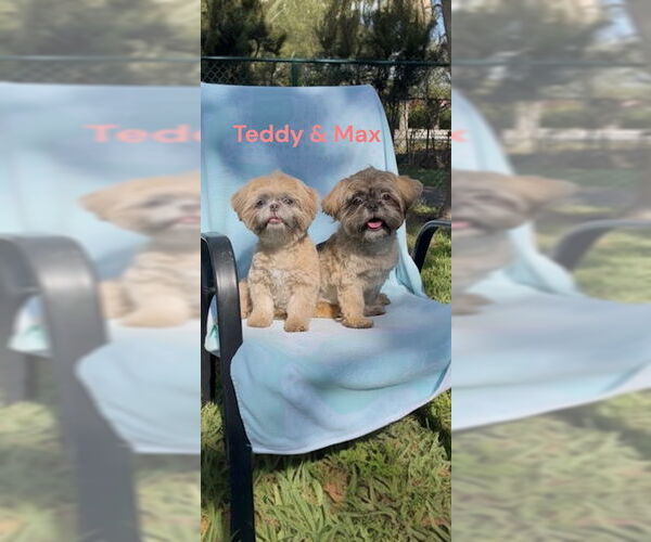 Medium Photo #2 Shih Tzu Puppy For Sale in Weston, FL, USA