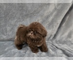 Small #6 Shih Tzu