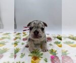 Small #14 French Bulldog