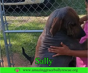 Sally 2 - Female Redbone Coonhound Dog for Adoption - Photo #5