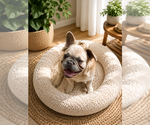 Small #4 French Bulldog